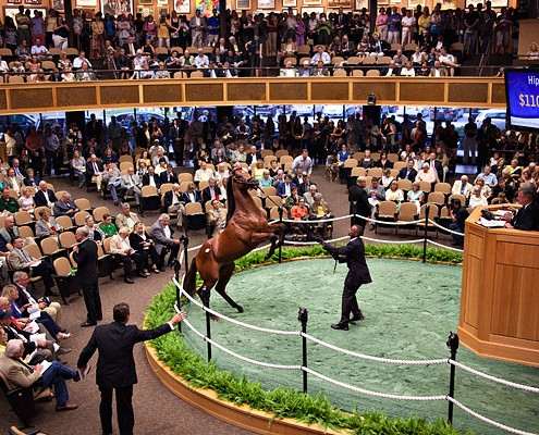 Thoroughbred Auction